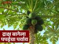 द्राक्ष बागेपेक्षा पपईची शेती बरी, नाशिकचे द्राक्ष उत्पादक शेतकरी पपई शेतीकडे वळू लागले - Marathi News | Latest News Papaya farming is an alternative to grape farming in Nashik district | Latest agriculture News at Lokmat.com