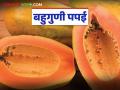 Helthy Papai : बहुगुणी पपई, पोटाच्या अनेक आजारांवर फायदेशीर उपाय, वाचा इतरही फायदे - Marathi News | Healthy Papaya: | Latest agriculture News at Lokmat.com