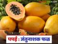 Papaya Benefits : पपई आरोग्यासाठी फायदेशीर, काय आहेत फायदे? वाचा सविस्तर  - Marathi News | Latest News Papaya Benefits Papaya is beneficial for health, what are benefits Read in detail | Latest agriculture News at Lokmat.com
