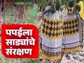 Papaya Farming : पपईच्या झाडांना साड्यांचे संरक्षण का दिले जातेय? जाणून घ्या सविस्तर  - Marathi News | Latest News Papaya Farming Why are papaya trees protected by sarees Find out in detail | Latest agriculture News at Lokmat.com