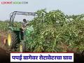 Papaya Farmer Loss : फळ पिकलं… पण नशीब रुसलं; पपई बागेवर रोटावेटरचा घाव वाचा सविस्तर - Marathi News | latest news Papaya Farmer Loss: The fruit ripened… but luck ran out; Rotavator damage to papaya orchard read in details | Latest agriculture News at Lokmat.com