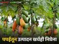 Papaya Market पपईचे भाव गडगडल्याने उत्पादन खर्चही निघेना - Marathi News | Due to the fall in the price of papaya, the cost of production did not go down | Latest agriculture News at Lokmat.com