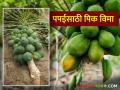 Papai Pik Vima Yojana 2024 : पपई फळपिकासाठी कशी मिळते नुकसान भरपाई? किती भराल विमा वाचा सविस्तर - Marathi News | Papai Pik Vima Yojana 2024 : How to get compensation for papaya crop? How much will you pay for insurance read in detail | Latest agriculture News at Lokmat.com