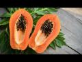 पपईसोबत चुकूनही खाऊ नका ही फळं, पडू शकतं महागात! - Marathi News | Health Tips : These 5 foods should not eat with papaya | Latest health News at Lokmat.com