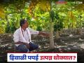 Papaya Farmers Crisis : पपई बागा तोट्यात; अतिवृष्टीमुळे फळधारणा घटली वाचा सविस्तर - Marathi News | latest news Papaya Farmers Crisis: Papaya orchards in loss; Fruit production reduced due to heavy rains Read in detail | Latest agriculture News at Lokmat.com