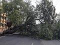 परभणीत आणखी एक झाड कोसळले; स्टेशन रोडवर वाहतूक ठप्प  - Marathi News | Another tree collapsed in Parbhani; Traffic jam on station road | Latest parabhani News at Lokmat.com