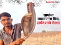 सापांना जीवदान देणाऱ्या सर्पमित्राचा सर्पदंशाने दुर्दैवी अंत! परभणी जिल्ह्यात हळहळ - Marathi News | Snake friend who gave life to snakes dies of snake bite; Tragic incident in Parbhani district | Latest parabhani News at Lokmat.com