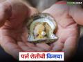 Pearl Farming : गोंदिया जिल्ह्यात गोड्या पाण्यातील मोत्यांची शेती यशस्वी कशी झाली? - Marathi News | Latest News Pearl farming How did freshwater pearl farming become successful in Gondia district | Latest agriculture News at Lokmat.com