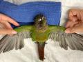 जबरदस्त! कुणीतरी पंख कापल्याने पोपटाला उडताच येत नव्हतं, डॉक्टरने 'अशी' दिली त्याला उडण्याची नवी उमेद! - Marathi News | Someone severely trims parrot wing veterinarian doctor gives parrot new wings api | Latest jarahatke Photos at Lokmat.com