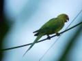 ठाण्यात लाखाचा पोपट उडाला भुर्र...! - Marathi News | Parrot fired in the Thane Thane! | Latest thane News at Lokmat.com