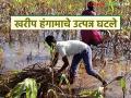 Kharif Crop Damage : खरीप हंगामावर पावसाचा घाला; 'या' जिल्ह्याची आणेवारी फक्त ४७.८२ टक्के वाचा सविस्तर - Marathi News | latest news Kharif Crop Damage: Rains affect Kharif season; 'Ya' district's harvest is only 47.82 percent Read in detail | Latest agriculture News at Lokmat.com