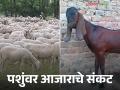 livestock Vaccine : परराज्याच्या शेळ्या, मेंढ्या, उंटांना व्हॅक्सिन ? वाचा सविस्तर - Marathi News | Livestock Vaccine : Vaccine for goats, sheep, camels from other states? Read in detail | Latest agriculture News at Lokmat.com