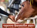 हिवाळ्यात गाई-म्हशींसह जनावरांसाठी आहार कसा असावा, वाचा सविस्तर  - Marathi News | Latest News Pashudhan ahar what should be the diet for animals including cows and buffaloes in winter | Latest agriculture News at Lokmat.com