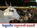 February Animal Management : फेब्रुवारीमध्ये आरोग्य आणि प्रजननक्षमतेसाठी प्राण्यांची काळजी कशी घ्यावी? वाचा सविस्तर  - Marathi News | Latest News Livestock Management How to take care of animals for health and fertility in February Read in detail | Latest agriculture News at Lokmat.com
