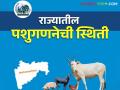 Pashu Ganana : राज्यात ५,६५३ गावांची पशुगणना पूर्ण; अजून किती गावे बाकी? पाहूया सविस्तर - Marathi News | Pashu Ganana : Livestock census of 5,653 villages in the state completed; How many villages are left? Let's see in detail | Latest agriculture News at Lokmat.com
