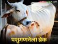 Pashu Ganana 2024 : तांत्रिक कारणाने एकविसावी पशुगणना थांबली - Marathi News | Pashu Ganana 2024 : Twenty-first cattle census stopped due to technical reasons | Latest agriculture News at Lokmat.com