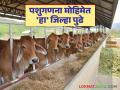 Livestock Census : राज्यात पशुगणना मोहिमेत 'हा' जिल्हा द्वितीय वाचा सविस्तर - Marathi News | Livestock Census: latest news In the State Livestock Enumeration Campaign 'These' District 2nd Read in detail | Latest agriculture News at Lokmat.com