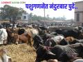 Agriculture News : नंदुरबार जिल्ह्यात पशुधन झाले कमी, शेळीवर्गीय पशुंची संख्या वाढली, वाचा सविस्तर  - Marathi News | Latest News Nandurbar district ranks first in Nashik division in livestock census read in detail | Latest agriculture News at Lokmat.com