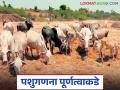 Pashu Ganana 2024 : येत्या महिनाभरात राज्यातील सर्व जनावरांची अचूक संख्या कळणार - Marathi News | Pashu Ganana 2024 : The exact number of all livestock in the state will be known within the next month | Latest agriculture News at Lokmat.com