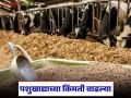 सरकी पेंडपासून ते मका कुट्टीपर्यंत पशुखाद्याचे दर कसे आहेत, वाचा सविस्तर  - Marathi News | Latest News prices of animal feed, from sugarcane meal to maize flour Read in detail | Latest agriculture News at Lokmat.com