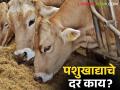 Animal Feed Price : पशुखाद्याचे दर गगनाला; काय म्हणतात दूध उत्पादक ते वाचा सविस्तर - Marathi News | Animal Feed Price: Animal feed prices high; Read in detail what milk producers say | Latest agriculture News at Lokmat.com