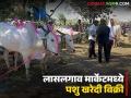 लासलगाव मार्केटच्या निफाड बाजारात आता शेळ्या, मेंढ्या व जनावरे खरेदी-विक्री - Marathi News | Latest News Pashu Kharedi vikri Goats, sheep and cattle market Niphad Bazaar of Lasalgaon Market | Latest agriculture News at Lokmat.com