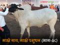 तुम्हालाही पशुप्रदर्शनात मारायची असेल बाजी; पशुपालकांनो अशी करा तयारी - Marathi News | You too may want to win at the animal show; livestock farmers prepare like this | Latest agriculture News at Lokmat.com