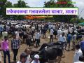 Animal Market : पशु बाजारचा उतरता आलेख; कारण आहे कारण वाचा सविस्तर - Marathi News | latest news Animal Market: The declining graph of the animal market: There is a reason, read in detail | Latest agriculture News at Lokmat.com