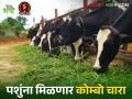 Animals will get local and foreign fodder : पशुंना मिळणार देशीसह विदेशी चारा - Marathi News | Animals will get local and foreign fodder | Latest agriculture News at Lokmat.com