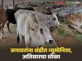 थंडीत जनावरांना लाळ खुरकत, न्यूमोनियासह अतिसारचा धोका, कृषी विभागाचे आवाहन  - Marathi News | Latest News Animals are salivating in the cold, risk of pneumonia and diarrhea, appeal from the Agriculture Department | Latest agriculture News at Lokmat.com
