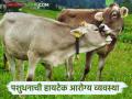 Dairy Animals : खाणं, पिणं अन् दुखणं; दुधाळ जनावरांच्या संगोपनातही तंत्रज्ञान शक्य कसे ते वाचा सविस्तर - Marathi News | Dairy Animals : Read in detail how technology is possible in the rearing of dairy animals | Latest agriculture News at Lokmat.com