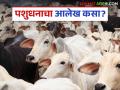 21st livestock census : लोकसंख्या वाढतेय; पशुधनाचा आलेख मात्र घटतच चाललाय! वाचा सविस्तर - Marathi News | 21st livestock census: latest news Population is increasing; but livestock numbers are decreasing! Read in detail | Latest agriculture News at Lokmat.com
