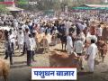 Livestock Market: बैलजोडीला आला बाजारात 'भाव'; काय आहे कारण वाचा सविस्तर - Marathi News | Livestock Market: latest news A pair of bulls has come to the market for a 'price'; Read the reason in detail | Latest agriculture News at Lokmat.com