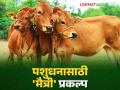 Artificial insemination of livestock : पशुधनाच्या देखभाल करण्यासाठी आता 'मैत्री' प्रकल्प; ग्रामीण भागात ठरणार फायदेशीर वाचा सविस्तर   - Marathi News | Artificial insemination of livestock : 'Maitri' project now for maintenance of livestock; Read in detail which will be beneficial in rural areas   | Latest agriculture News at Lokmat.com