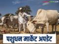 Gay Mhais Bajarbhav : गाईचे भाव साठ हजारांवर तर म्हशीचे भाव लाखांवर, कुठे-कसा मिळतोय बाजारभाव?  - Marathi News | Latest News gay Mhais Market price of cow, buffalo, bull in the livestock market see details | Latest agriculture News at Lokmat.com