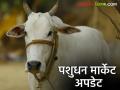 Agriculture News : परभणी कृषी विद्यापीठात पशुधनाचा जाहीर लिलाव, जाणून घ्या सविस्तर  - Marathi News | Latest News Agriculture News Public auction of livestock at Parbhani Agricultural University, know the details | Latest agriculture News at Lokmat.com