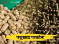 पशुखाद्याचे दर भरमसाठ वाढले, होतेय चढ्या भावाने विक्री - Marathi News | The price of animal feed has gone up drastically and it is being sold at high prices | Latest agriculture News at Lokmat.com