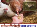 Fish and Poultry Feed Business : असा सुरु करा मासे आणि पोल्ट्री फीड व्यवसाय, जाणून घ्या सविस्तर  - Marathi News | Latest News Fish and Poultry farming How to Start Fish and Poultry Feed Business, Learn More | Latest agriculture News at Lokmat.com