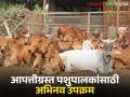 Animal Relief Program : आपत्तीग्रस्त पशुपालकांसाठी जिल्हा प्रशासनाचा अभिनव उपक्रम जाणून घ्या सविस्तर - Marathi News | latest news Animal Relief Program : Know the details of the district administration's innovative initiative for disaster-affected livestock farmers | Latest agriculture News at Lokmat.com