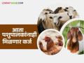 पशुपालकांना मिळणार आता शेतीप्रमाणे कर्ज आणि विमा; 'या' व्यवसायांचा समावेश? वाचा सविस्तर - Marathi News | Livestock farmers will now get loans and insurance like farmers; these businesses included? Read in detail | Latest agriculture News at Lokmat.com