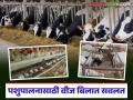 कुक्कुटपालन, डेअरी व शेळीपालन व्यवसायाच्या वीज बिलात होणार आता बचत; कसा घ्याल फायदा? - Marathi News | Poultry, dairy and goat farming businesses will now save on electricity bills; how will you benefit? | Latest agriculture News at Lokmat.com