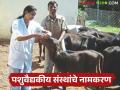 Veterinary Clinic : राज्यातील पशु वैद्यकीय संस्थांना मिळणार श्रेणी वाढ; पशुपालकांना होणार फायदा - Marathi News | Veterinary Clinic: Veterinary medical institutions in the state will get a category increase; Animal husbandry will benefit | Latest agriculture News at Lokmat.com