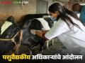 राज्यातील पशुवैद्यकीय अधिकाऱ्यांचे आंदोलन; मागण्या मान्य न झाल्यास सामूहिक राजीनाम्याचा इशारा - Marathi News | Veterinary officers in the state are protesting; warning of mass resignation if their demands are not met | Latest agriculture News at Lokmat.com