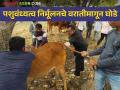Livestock Infertility : पशु वंध्यत्व निर्मूलनविषयी शासनाचा कानाडोळा; राज्यातील 'इतके' टक्के गाई, म्हशी वंध्यत्वग्रस्त - Marathi News | Livestock Infertility: Government's focus on eradication of livestock infertility; 'So much' percentage of cows, buffaloes in the state are infertile | Latest agriculture News at Lokmat.com