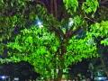 झाडांच्या फांद्यांत झाकोळले पथदिवे - Marathi News | lights of road disappear in Trees of the tree | Latest pimpri-chinchwad News at Lokmat.com
