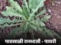 Pathari Ranbhaji : पित्ताच्या त्रासावर भारी, पावसाळी रानभाजी पाथरी, ही भाजी कशी बनवायची?  - Marathi News | Latest News Ranbhaji Effective on gall bladder problems by ranbhaji Pathri see full recipe | Latest agriculture News at Lokmat.com