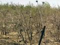 दुष्काळामुळे वाखरी, भंडीशेगाव परिसरातील फळबागा करपल्या - Marathi News | Due to drought, due to drought, there are fruit trees in Vakhri, Bhandesegaon area | Latest solapur News at Lokmat.com