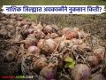 35 हजार शेतकरी बाधित, सर्वाधिक कांद्याचे नुकसान, नाशिकला किती नुकसान भरपाई मिळणार?  - Marathi News | Latest News nuksan bharpai Unseasonal rains damage crops on 12 hectares in Nashik district | Latest agriculture News at Lokmat.com