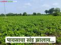 Agriculture News : नंदुरबार जिल्ह्यात पावसाचा खंड; कृषी विभागाकडून महत्वाचे आवाहन - Marathi News | Lack of rain in Nandurbar district; Important appeal from the Agriculture Department | Latest agriculture News at Lokmat.com