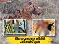 शिकाऱ्यांचा फास, गळ्याभोवती जखम; एका फोटोमुळे पीसी वाघिणीची झाली वेदनेतून सुटका - Marathi News | The noose of wire stuck around the neck of PC tigress has been removed | Latest yavatmal News at Lokmat.com